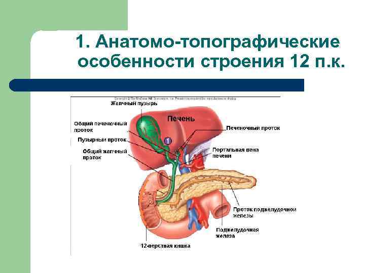 1. Анатомо топографические особенности строения 12 п. к. 