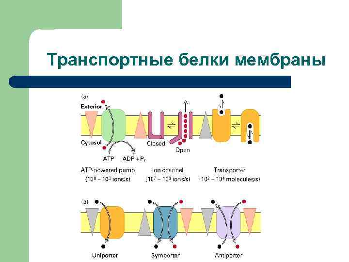 Транспортный белок