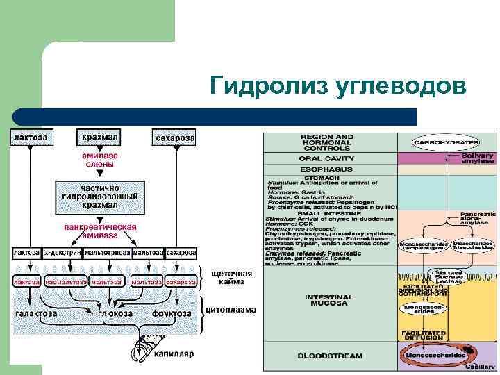 Гидролиз углеводов 