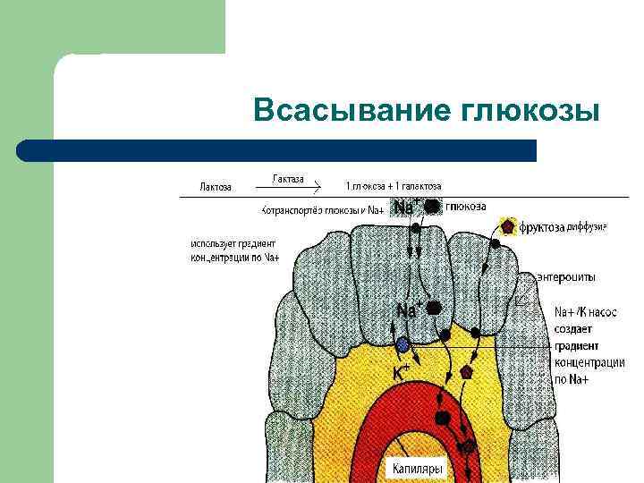 12 перстная кишка центральный узел гуморальной регуляции пищеварения схема