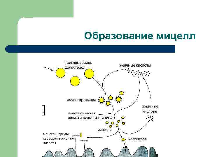 Образование мицелл 