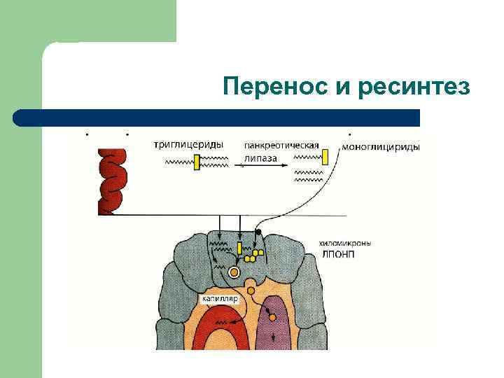 Перенос и ресинтез 