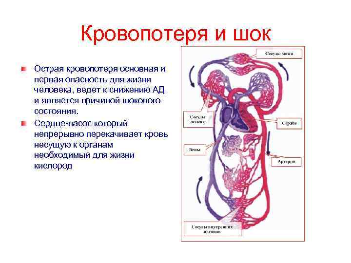 Кровопотеря и шок Острая кровопотеря основная и первая опасность для жизни человека, ведет к