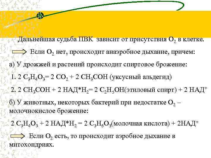 Дальнейшая судьба ПВК зависит от присутствия О 2 в клетке. Если О 2 нет,