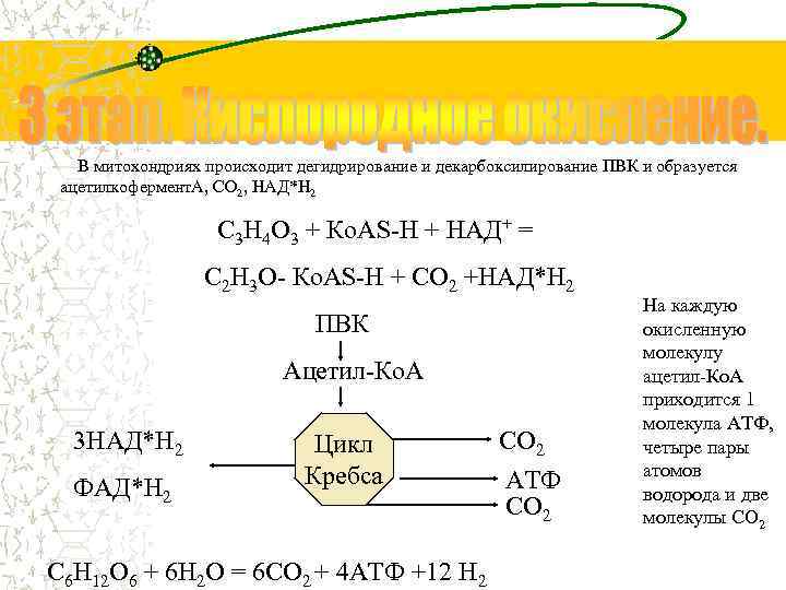 В митохондриях происходит дегидрирование и декарбоксилирование ПВК и образуется ацетилкофермент. А, СО 2, НАД*Н