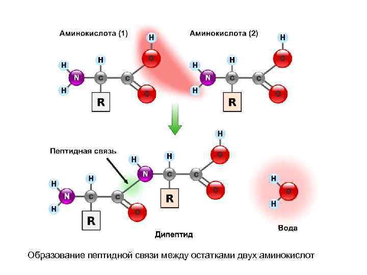 Образование пептидной связи между остатками двух аминокислот 