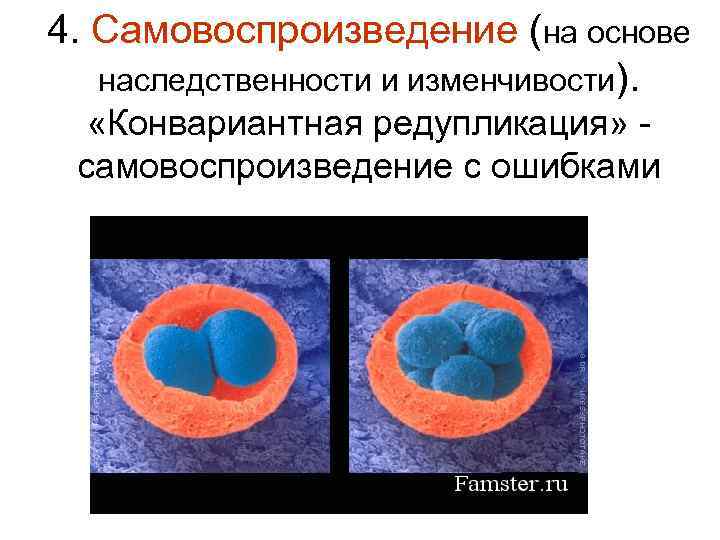 4. Самовоспроизведение (на основе наследственности и изменчивости). «Конвариантная редупликация» - самовоспроизведение с ошибками 