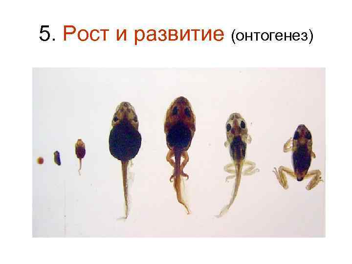 5. Рост и развитие (онтогенез) 