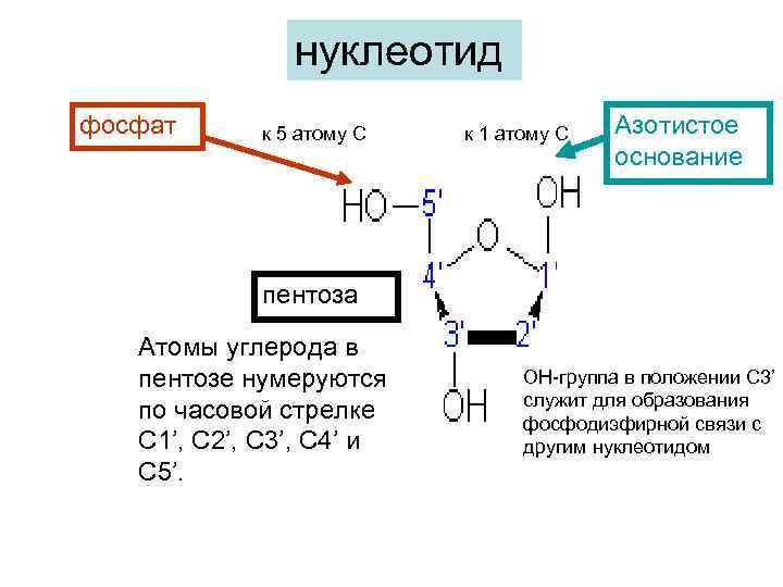 нуклеотид фосфат к 5 атому С к 1 атому С Азотистое основание пентоза Атомы