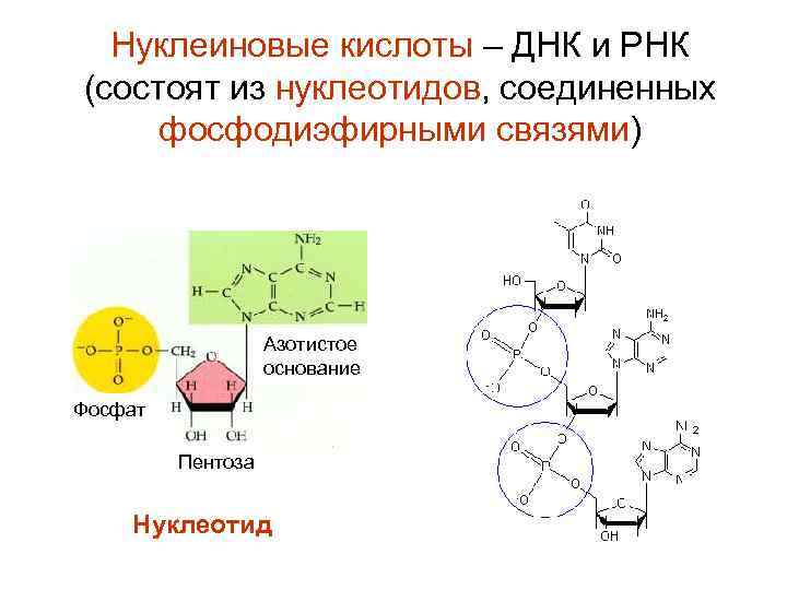 Нуклеиновые кислоты – ДНК и РНК (состоят из нуклеотидов, соединенных фосфодиэфирными связями) Азотистое основание
