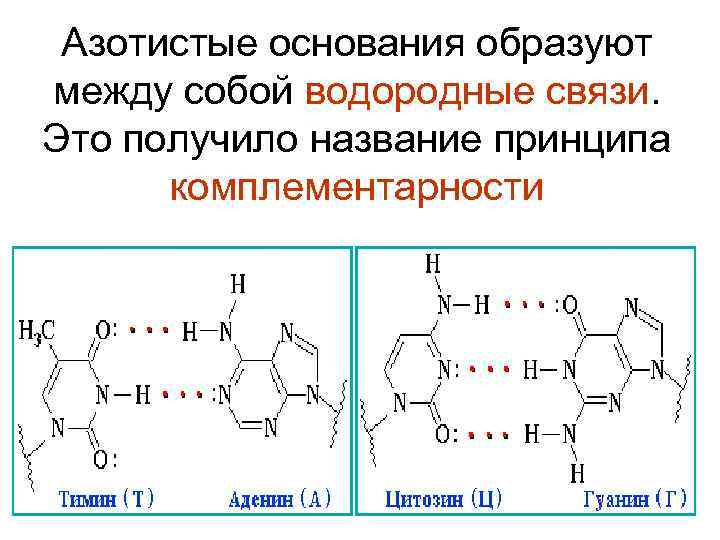 Таблица комплементарности днк и рнк. Комплементарность азотистых оснований. Азотистые основания ДНК И РНК комплементарность. Комплиментарные азотисные основания РНК. Комплементарность азотистых оснований в РНК.