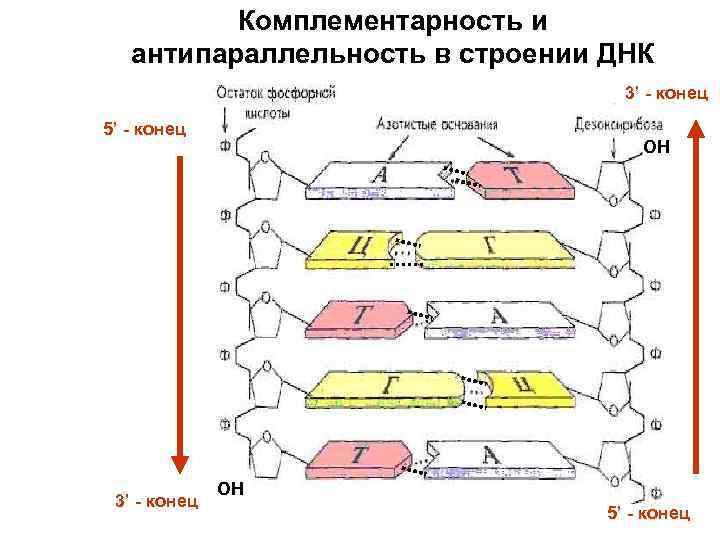 Комплементарность и антипараллельность в строении ДНК 3’ - конец 5’ - конец 3’ -