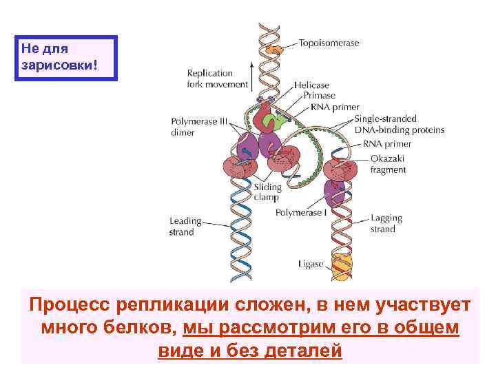 Не для зарисовки! Процесс репликации сложен, в нем участвует много белков, мы рассмотрим его