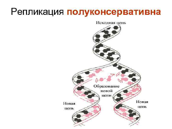 Репликация полуконсервативна 