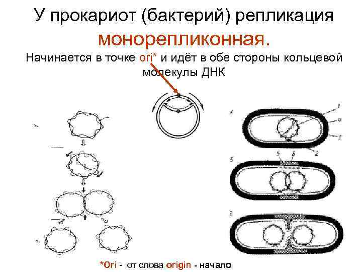 У прокариот (бактерий) репликация монорепликонная. Начинается в точке ori* и идёт в обе стороны