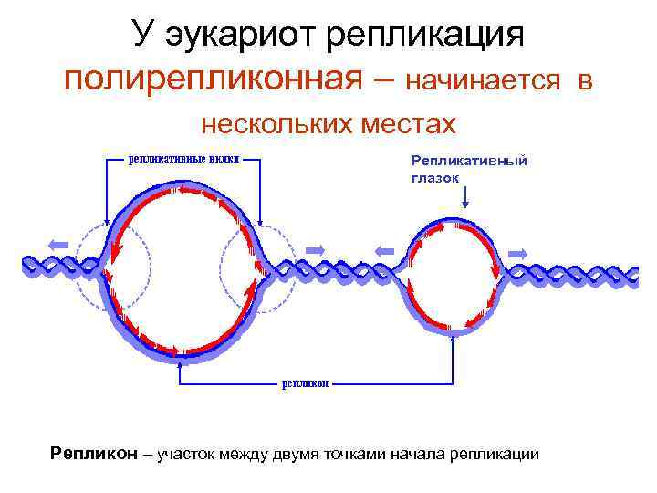 У эукариот репликация полирепликонная – начинается в нескольких местах Репликативный глазок Репликон – участок
