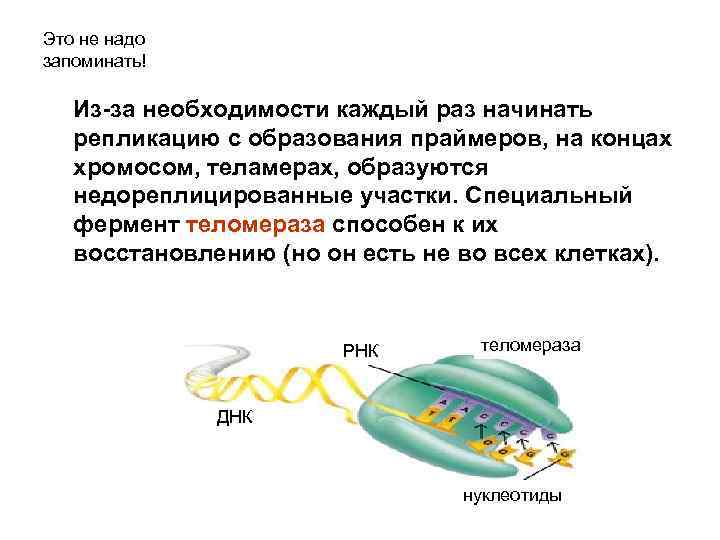 Это не надо запоминать! Из-за необходимости каждый раз начинать репликацию с образования праймеров, на