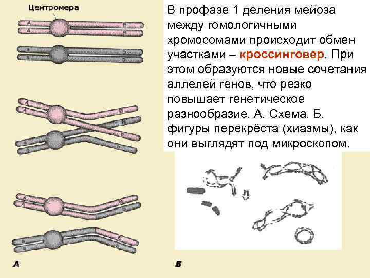 В профазе 1 деления мейоза между гомологичными хромосомами происходит обмен участками – кроссинговер. При