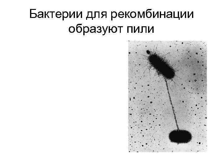 Бактерии для рекомбинации образуют пили 
