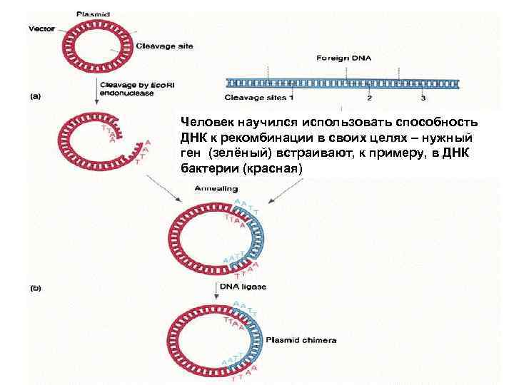 Человек научился использовать способность ДНК к рекомбинации в своих целях – нужный ген (зелёный)