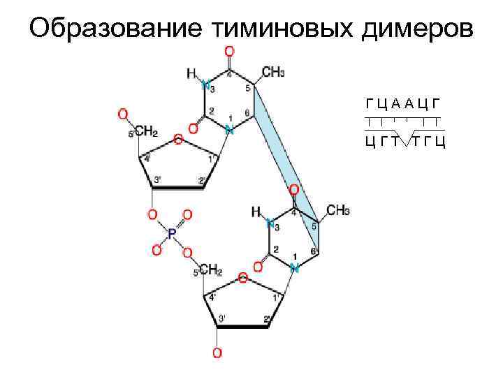 Образование тиминовых димеров Г Ц А А Ц Г Т Т Г Ц 