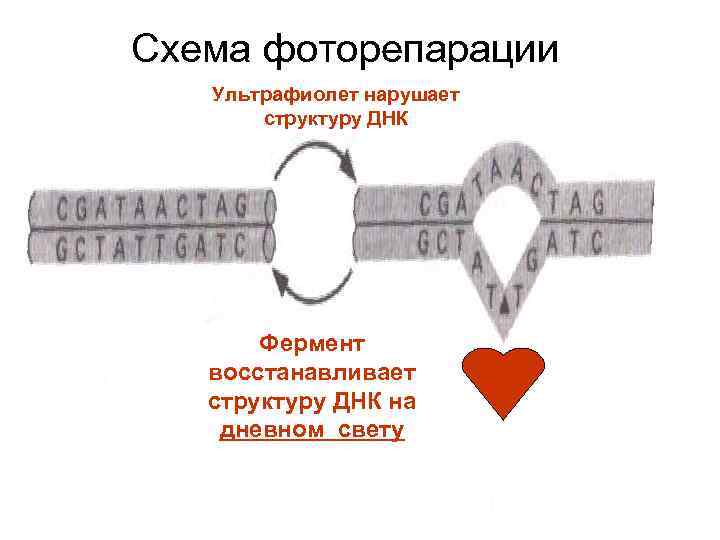 Схема фоторепарации Ультрафиолет нарушает структуру ДНК Фермент восстанавливает структуру ДНК на дневном свету 