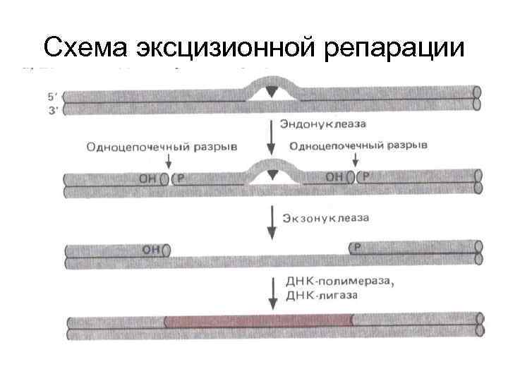 Схема эксцизионной репарации 