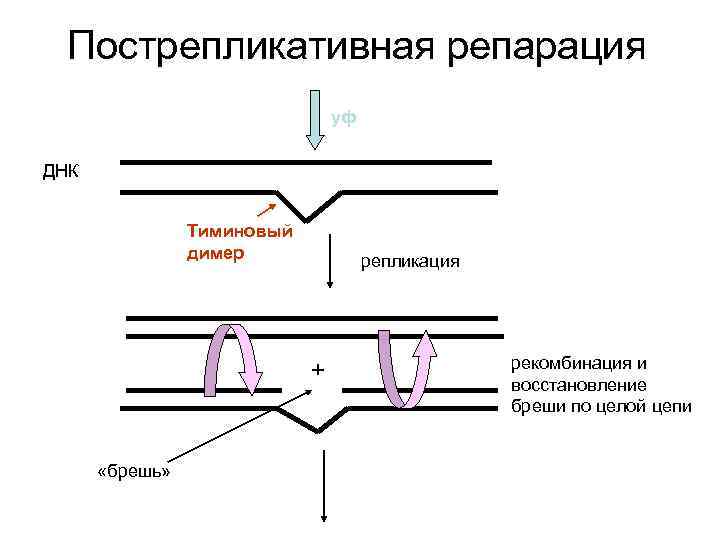 Пострепликативная репарация уф ДНК Тиминовый димер репликация + «брешь» рекомбинация и восстановление бреши по