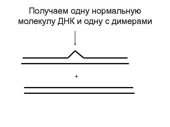 Получаем одну нормальную молекулу ДНК и одну с димерами + 