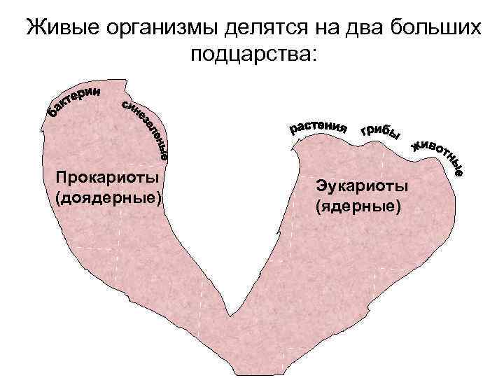 Живые организмы делятся на два больших подцарства: Прокариоты (доядерные) Эукариоты (ядерные) 