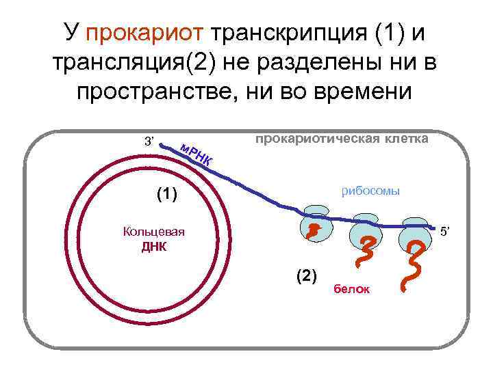 У прокариот транскрипция (1) и трансляция(2) не разделены ни в пространстве, ни во времени