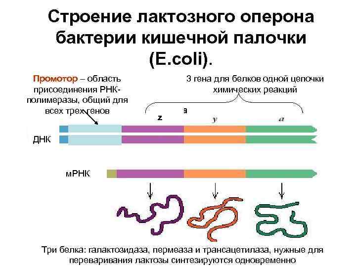 Строение лактозного оперона бактерии кишечной палочки (E. coli). Промотор – область 3 гена для