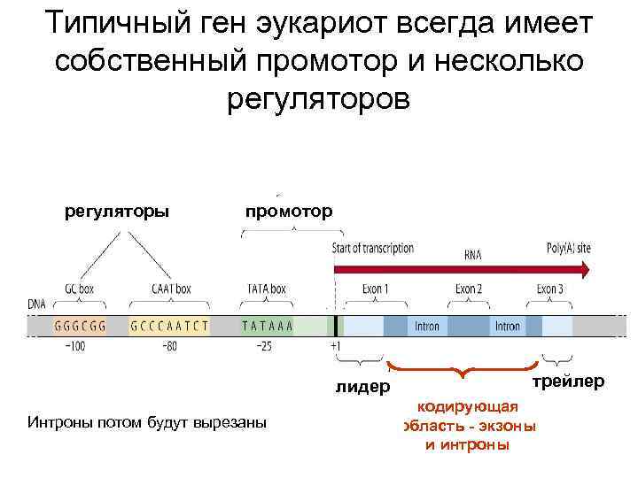 Типичный ген эукариот всегда имеет собственный промотор и несколько регуляторов регуляторы промотор лидер Интроны