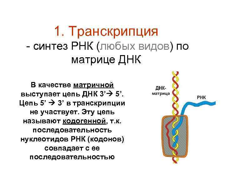 1. Транскрипция - синтез РНК (любых видов) по матрице ДНК В качестве матричной выступает