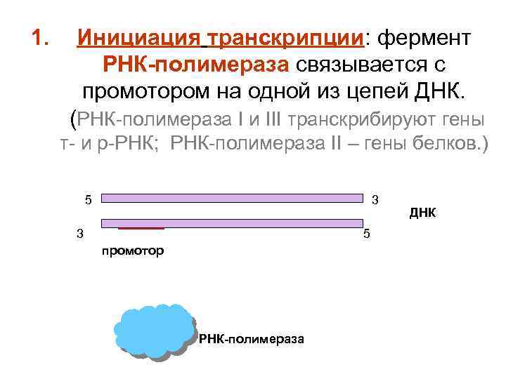 1. Инициация транскрипции: фермент РНК-полимераза связывается с промотором на одной из цепей ДНК. (РНК-полимераза