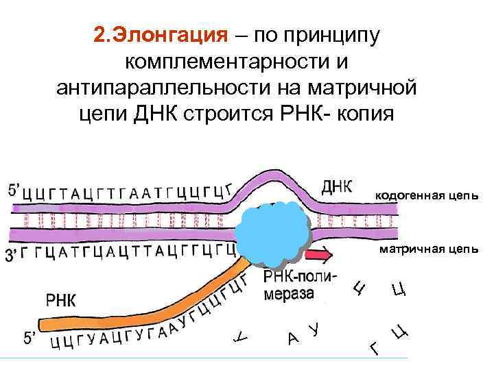 2. Элонгация – по принципу комплементарности и антипараллельности на матричной цепи ДНК строится РНК-