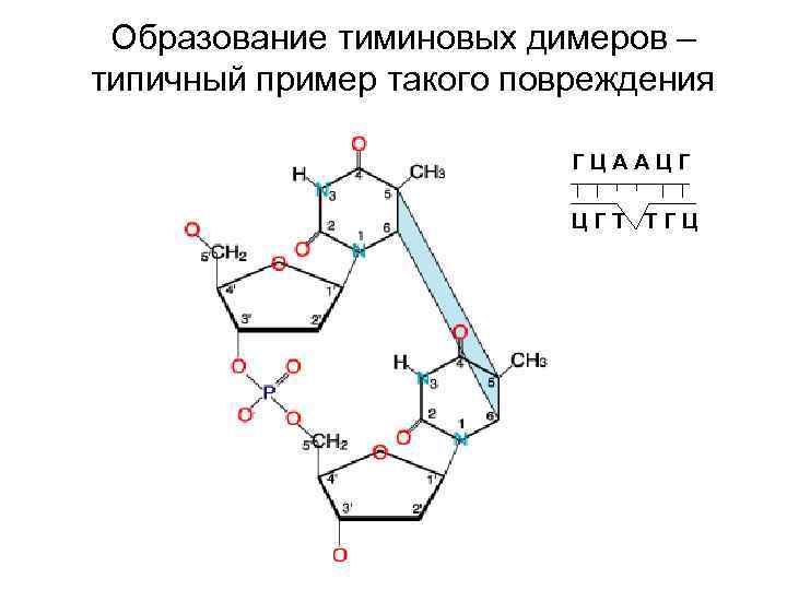 Образование тиминовых димеров – типичный пример такого повреждения ГЦААЦГ ЦГТ ТГЦ 