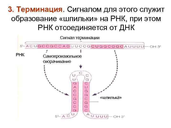 3. Терминация. Сигналом для этого служит образование «шпильки» на РНК, при этом РНК отсоединяется