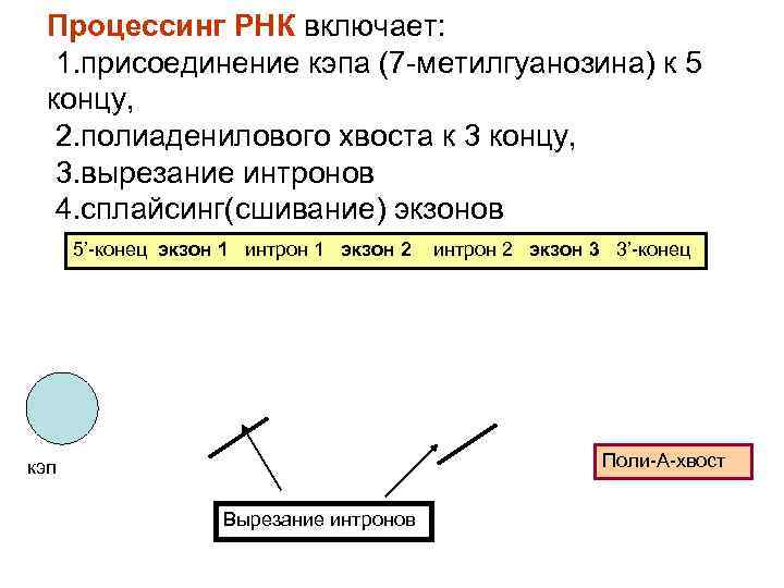 Процессинг РНК включает: 1. присоединение кэпа (7 -метилгуанозина) к 5 концу, 2. полиаденилового хвоста