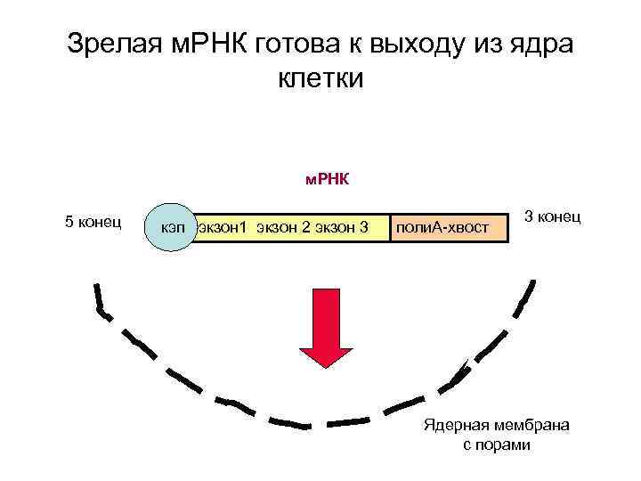 Зрелая м. РНК готова к выходу из ядра клетки м. РНК 5 конец кэп
