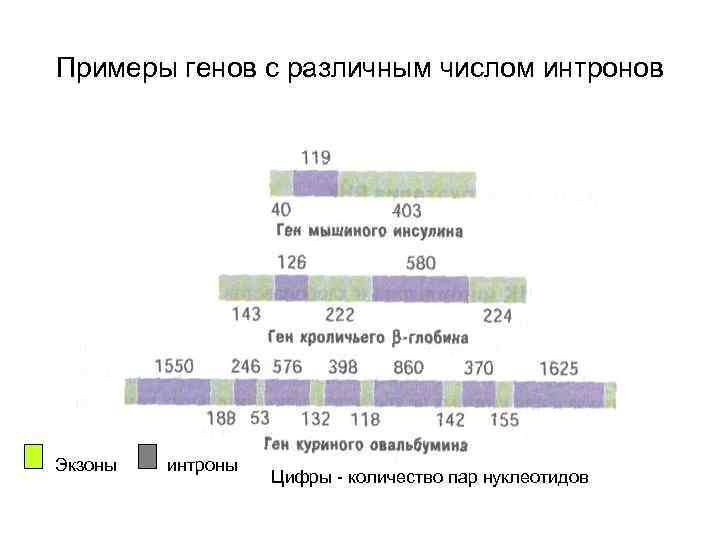Примеры генов с различным числом интронов Экзоны интроны Цифры - количество пар нуклеотидов 