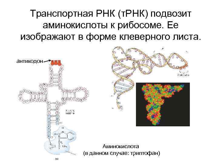Транспортная РНК (т. РНК) подвозит аминокислоты к рибосоме. Ее изображают в форме клеверного листа.