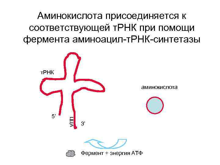 Аминокислота присоединяется к соответствующей т. РНК при помощи фермента аминоацил-т. РНК-синтетазы т. РНК аминокислота