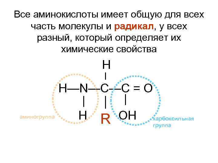 Все аминокислоты имеет общую для всех часть молекулы и радикал, у всех разный, который