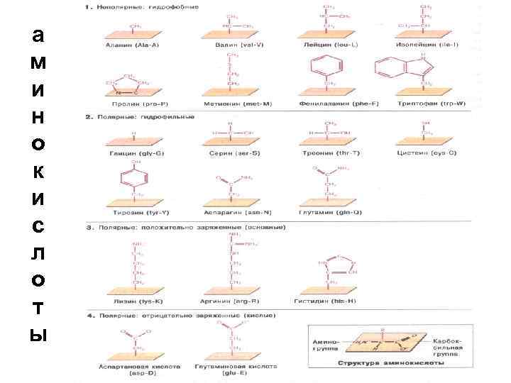 а м и н о к и с л о т ы 