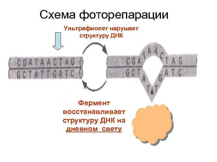 Восстановление поврежденной структуры днк. Фоторепарация схема. Восстановление ДНК ферменты. Восстановление нативной структуры ДНК.