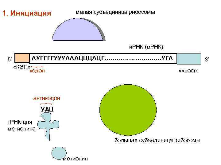 Сообщение инициация. Инициация. Малая субъединица рибосомы. Инициация схема. Малая субъединица ИРНК.