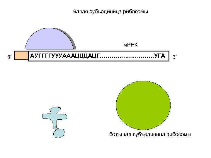 малая субъединица рибосомы м. РНК 5’ АУГГГГУУУАААЦЦЦАЦГ……………. УГА 3’ большая субъединица рибосомы 