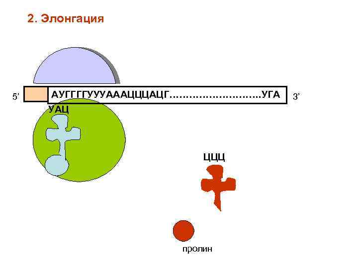2. Элонгация 5’ АУГГГГУУУАААЦЦЦАЦГ……………. УГА УАЦ ЦЦЦ пролин 3’ 