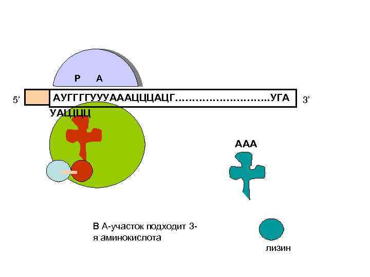 Р 5’ А АУГГГГУУУАААЦЦЦАЦГ……………. УГА УАЦ ЦЦЦ ААА В А-участок подходит 3 я аминокислота